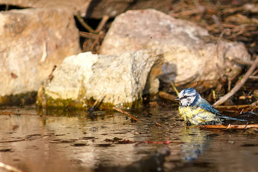 Cyanistes caeruleus