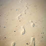 Footprints