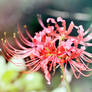 Lycoris Radiata