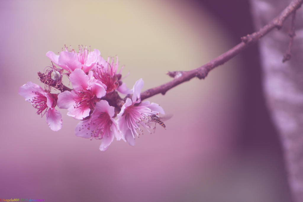 Eating plums