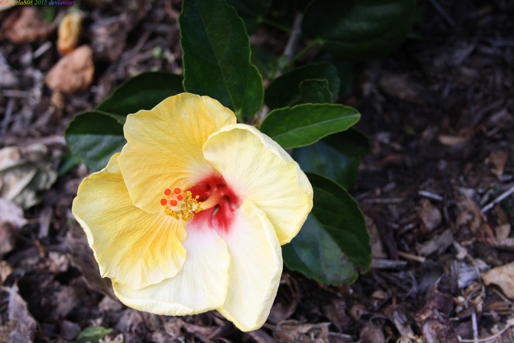 Yellow Hibiscus