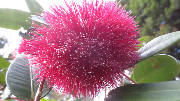 Explore the Best Powderpufflillypilly Art | DeviantArt