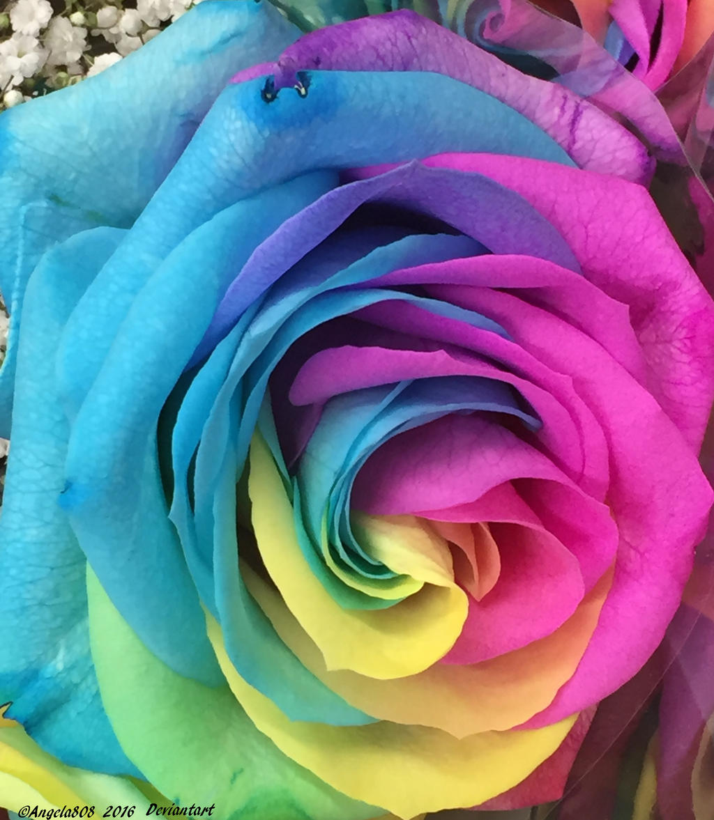 Rainbow Rose 11