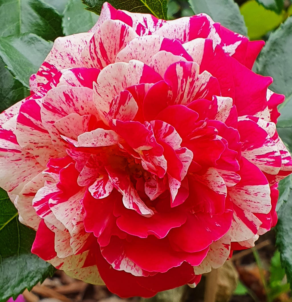 Floribuna Roses Floribunda Rose by angela808 on DeviantArt