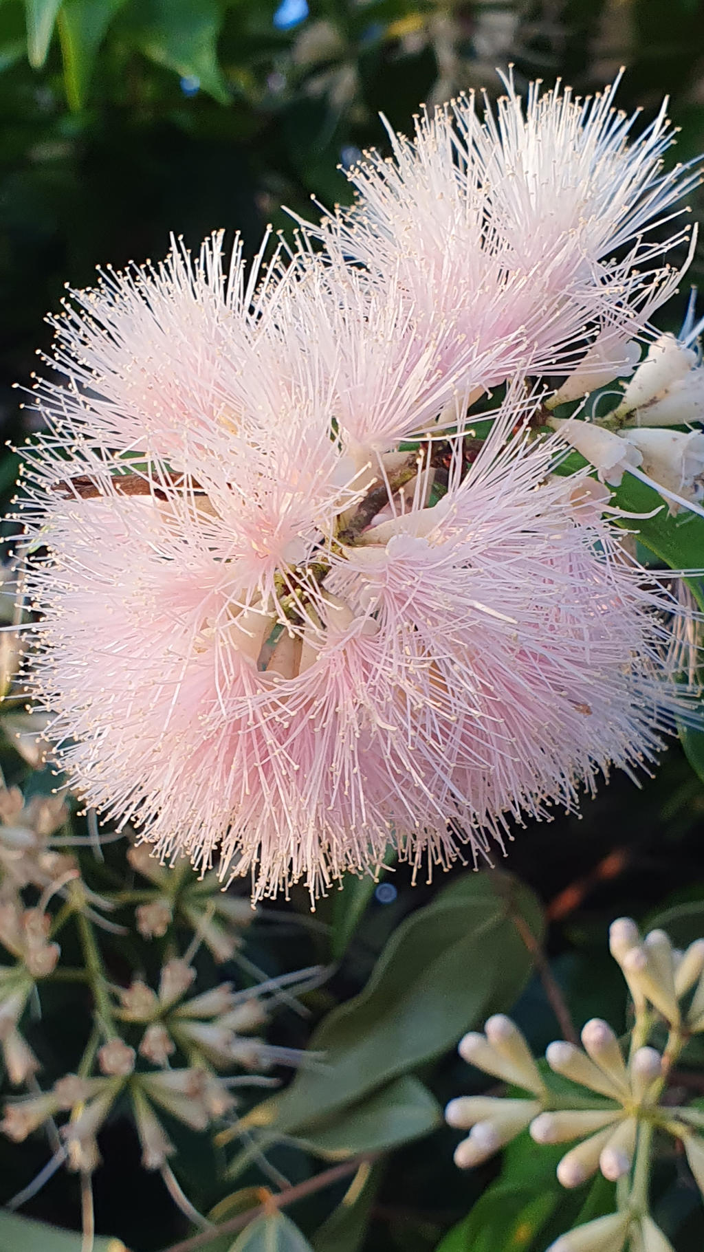 Cascade Lilly Pilly by angela808 on DeviantArt