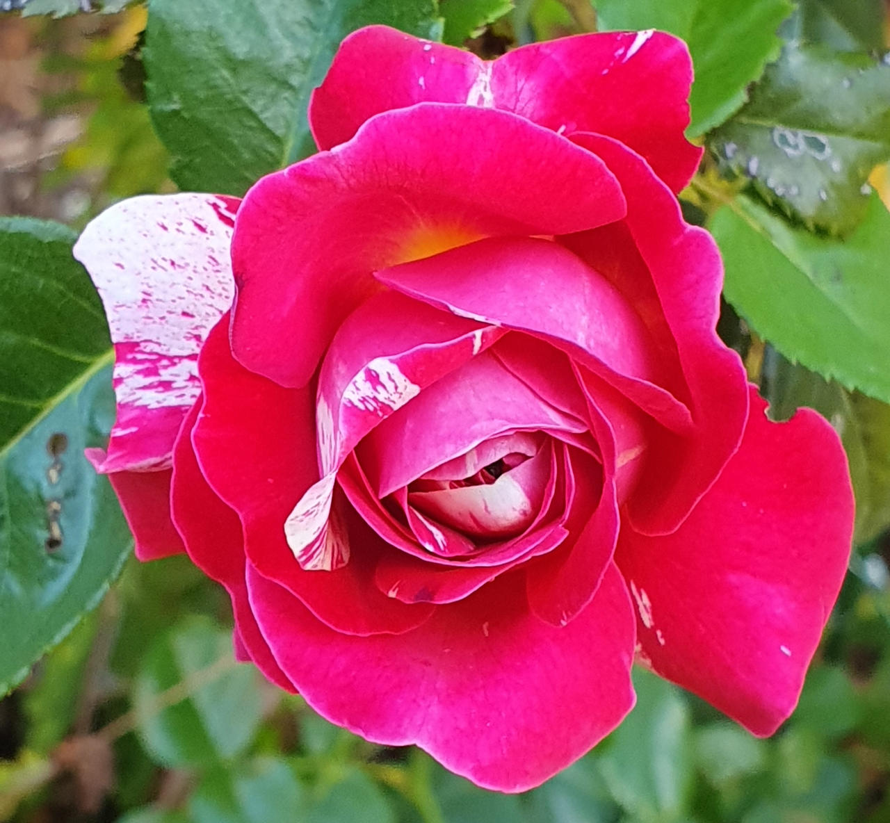 Floribuna Roses Floribunda Rose by angela808 on DeviantArt