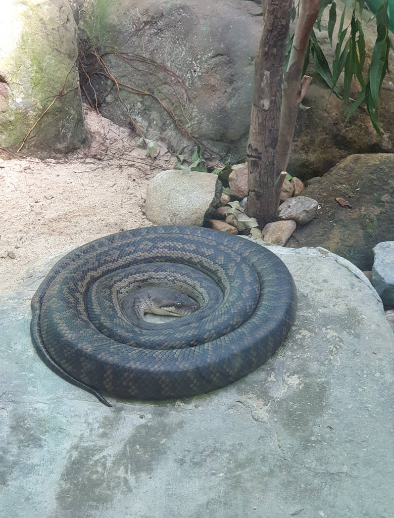 scrub python by angela808 on DeviantArt