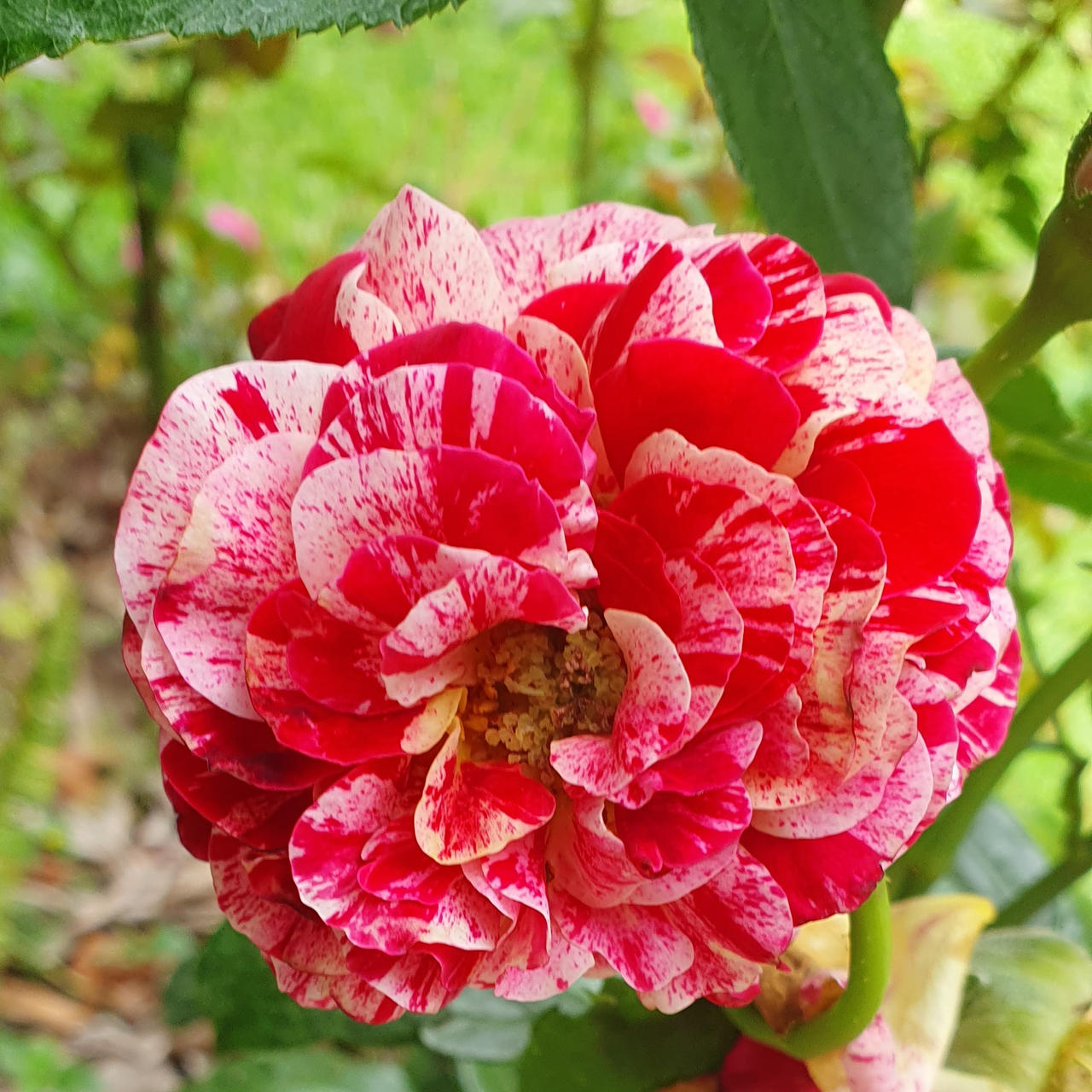 Floribuna Roses Floribunda Rose by angela808 on DeviantArt