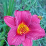 Cranberry Baby Daylily 