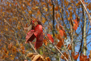 Colors Of Autumn