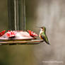 Hummingbird