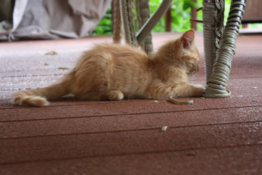 ginger kitten 10