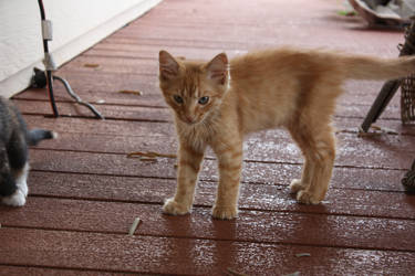 ginger kitten 13