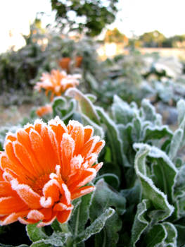 The Flower and The Ice