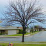 tree in the frontyard