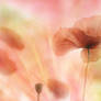 Mohn Aquarell