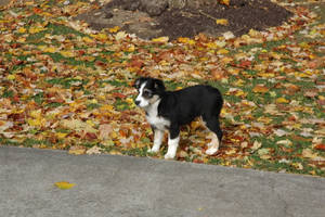 Australian Shepherd