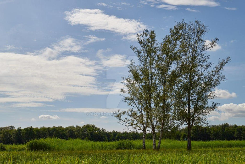 Dutch Trees by AnaRoots on DeviantArt