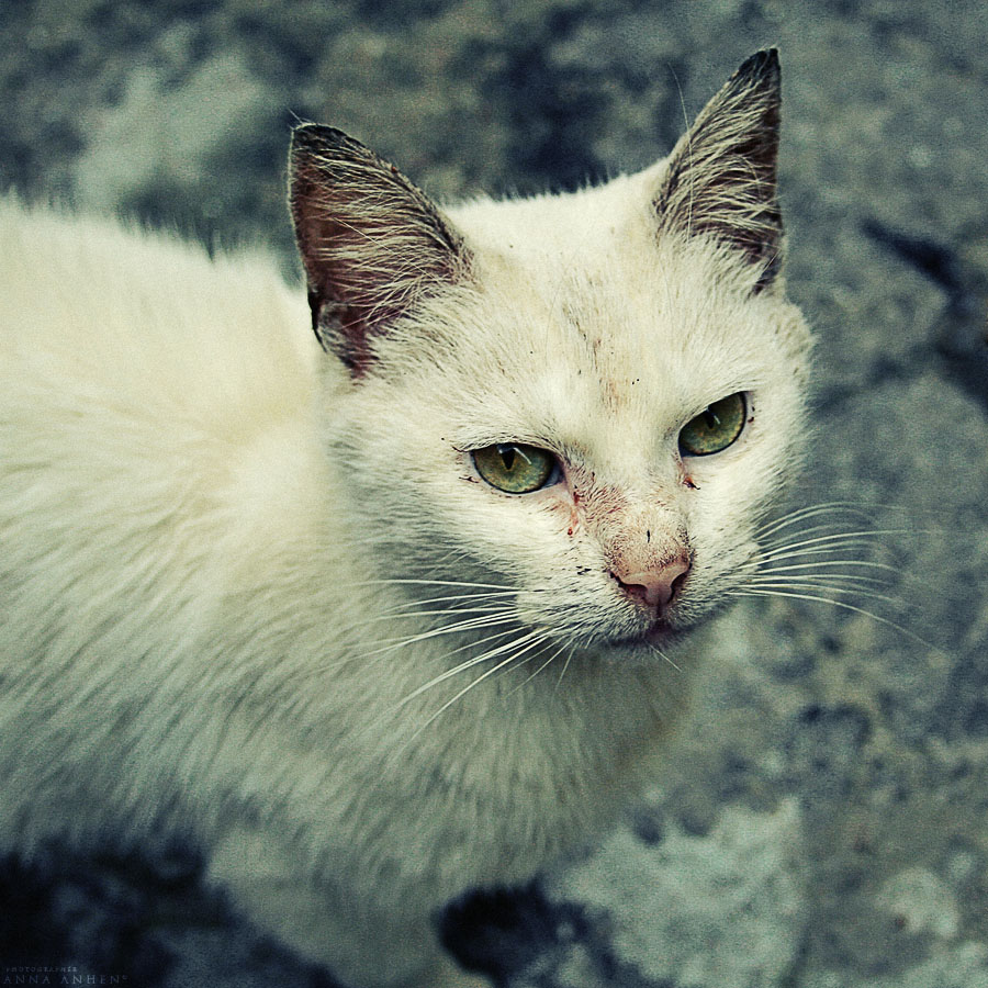 White Cat