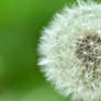 Dandelion 2