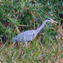 Grey Heron