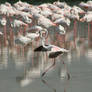 Flamingos....