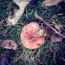 Red Mushroom