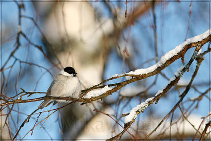 Eyes towards to spring