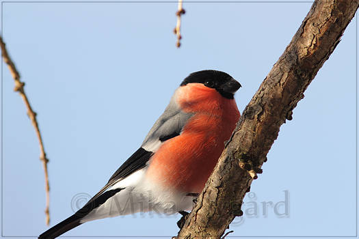 Eurasian Bullfinch 1