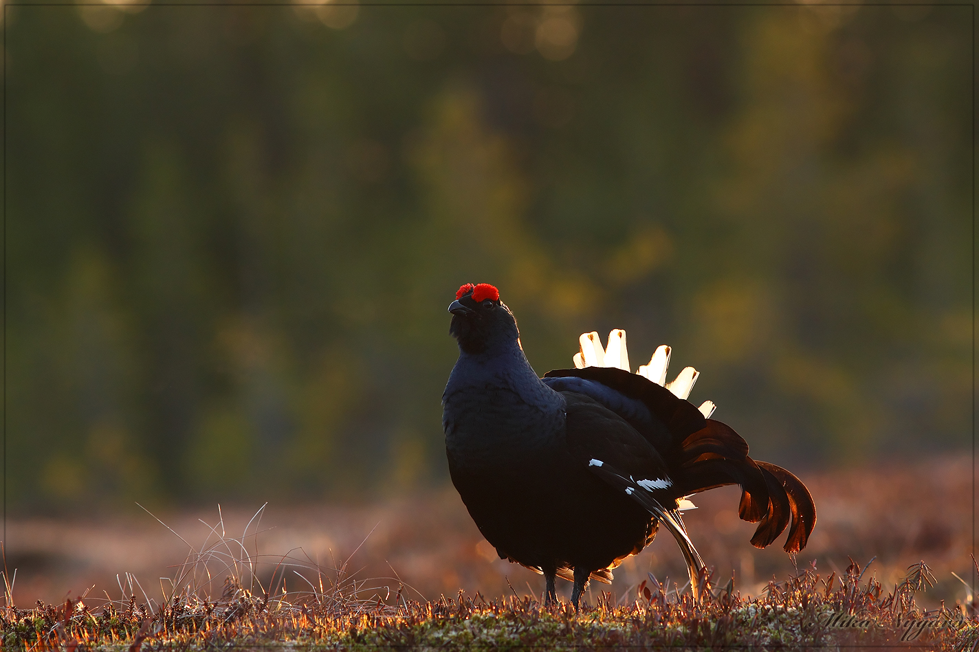 Black Grouse 5