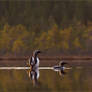 Black-throated Divers 1