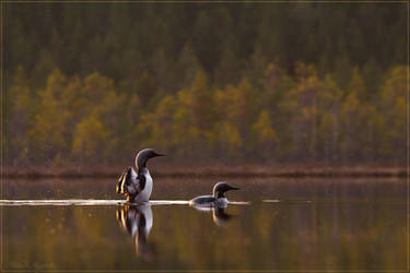 Black-throated Divers 1