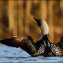 Black Throated Diver 9