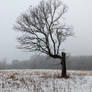 Tree in Fog