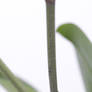 Orchid stalk