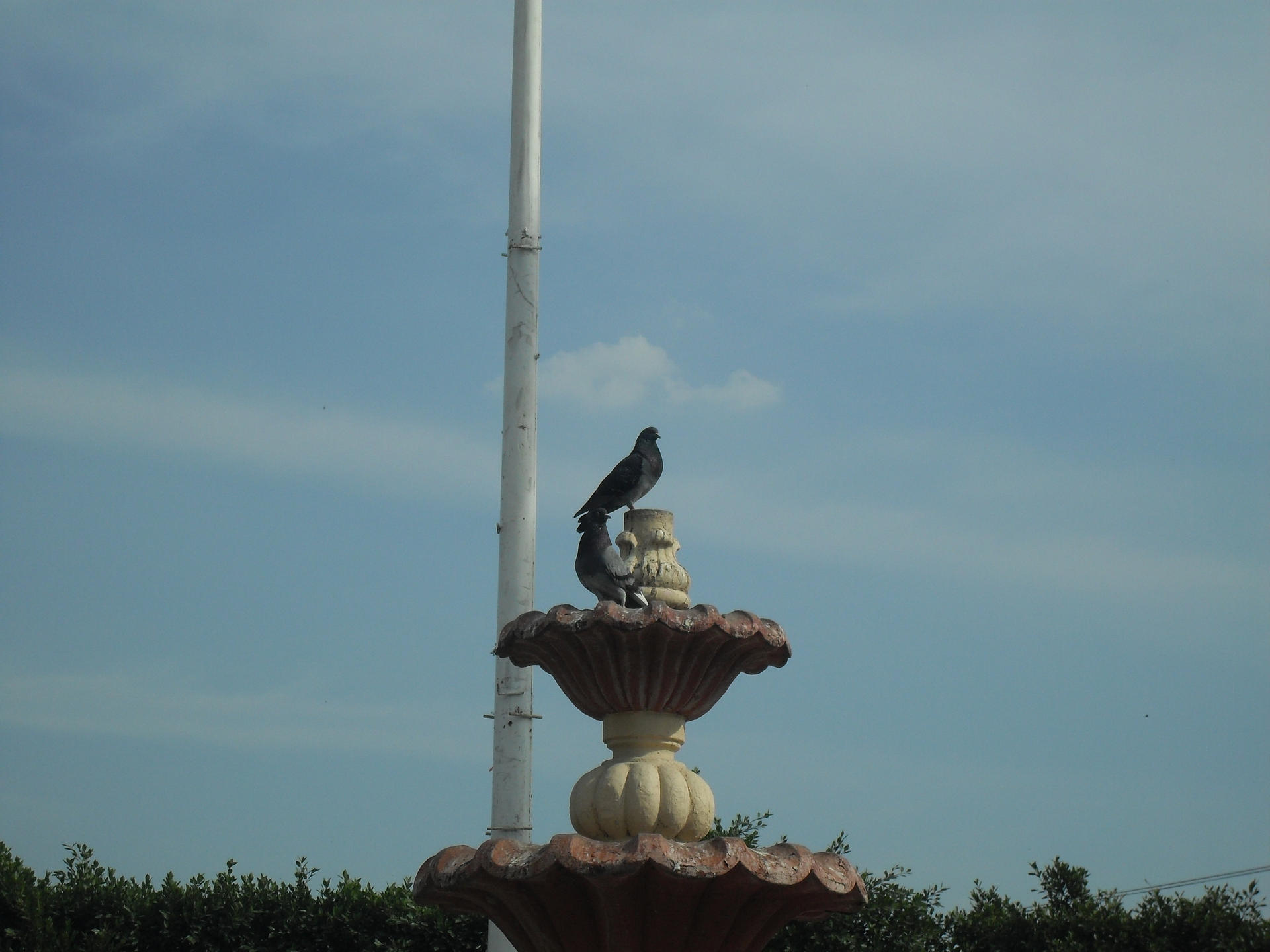 Palomas sobre fuente