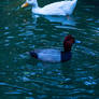 Patos en el parque Fuentes Brotantes en Tlalpan