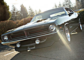 Winter Cuda