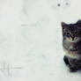 Cat in the snow