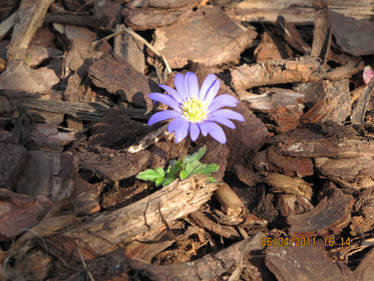 Lonely Blue Daisy