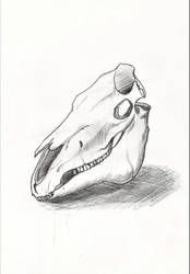 Horse Skull