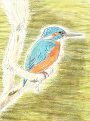 Kingfisher