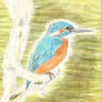 Kingfisher