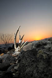 kinneret lakeside