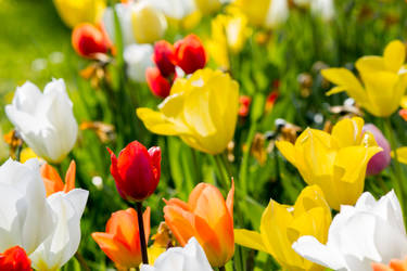 flower field