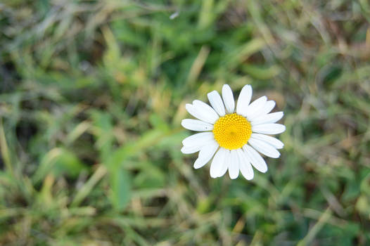 autumn daisy