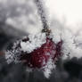 Frozen Heart