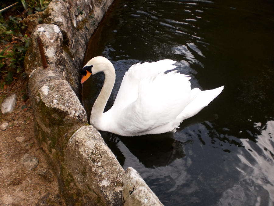 O cisne branco