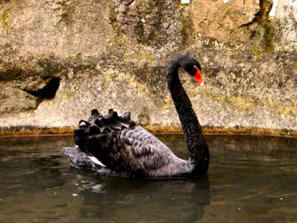 O cisne negro