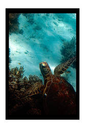 Sea Turtle